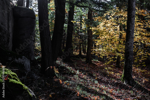 Sunbeams enter a dark autumn forest