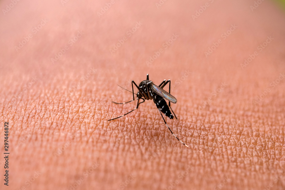 Aedes aegypti Mosquitoe bite and feeding blood on wrinkle skin.Aedes mosquitoes bring dengue disease.Mosquitoe sucking blood.photo by select focus. Aedes aegypti Mosquitoe bite and feeding blood on wrinkle skin.Aedes mosquitoes bring dengue disease.Mosquitoe sucking blood.photo by select focus.