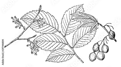 Branch of Rock Elm vintage illustration.