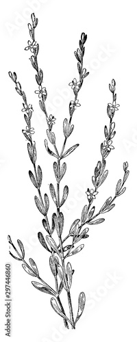 Spiked Centaury vintage illustration.