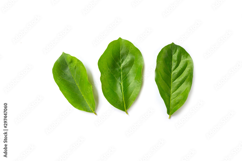 Fototapeta premium Champaca leaf tropical isolated on white background