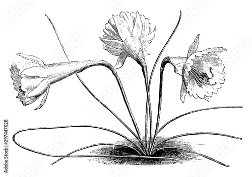 Narcissus Bulbocodium Monophyllus vintage illustration. photo