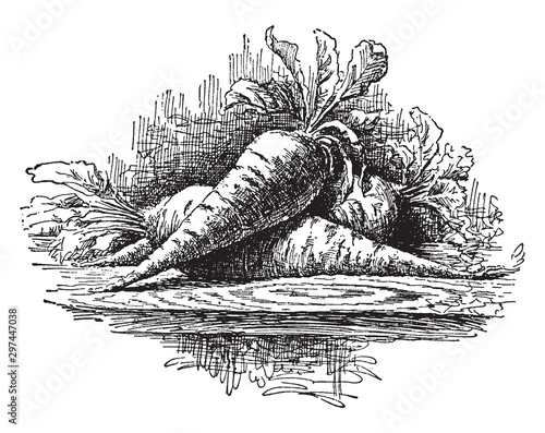 Half Long Blood Beet vintage illustration.