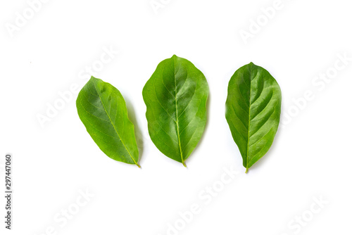 Champaca leaf tropical isolated on white background