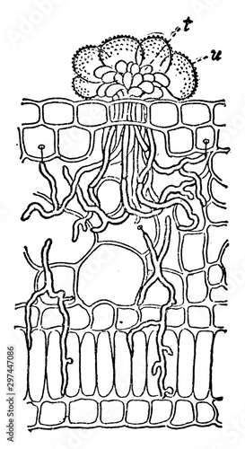 Diseased Leaf vintage illustration.