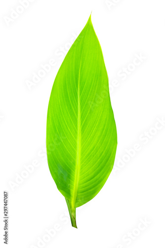 Fresh Green  leaf  isolated on white background.Green leaves on branch.