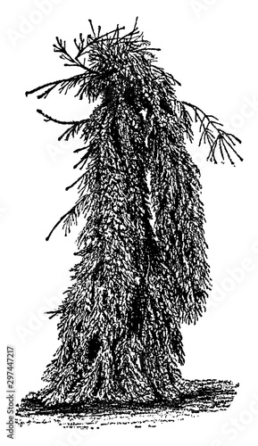 Norway Spruce vintage illustration.