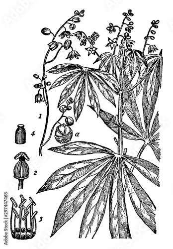 Yuca vintage illustration.