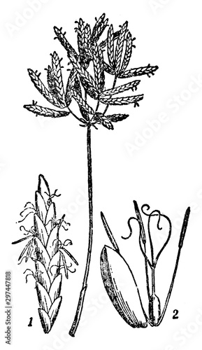 Cyperus vintage illustration.