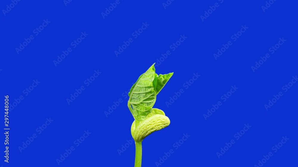 Time lapse of green plant leaf Time lapse of green plant leaf