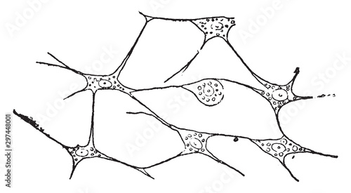 Connective Tissue, vintage illustration.