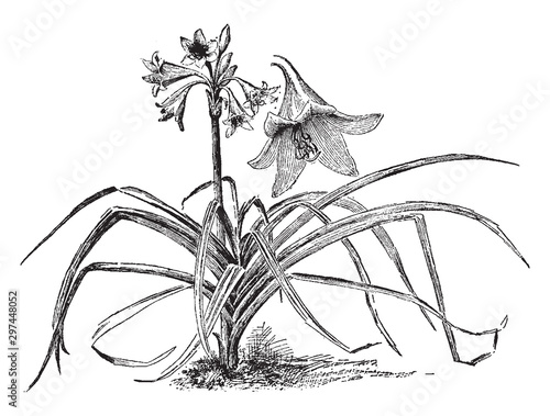 Crinum Powellii vintage illustration.