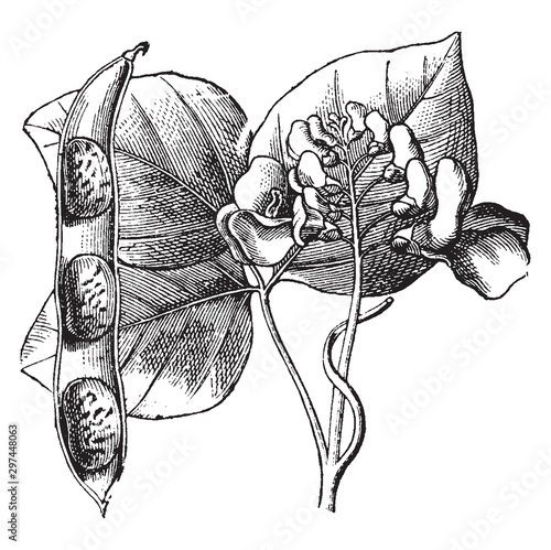 Bean vintage illustration.