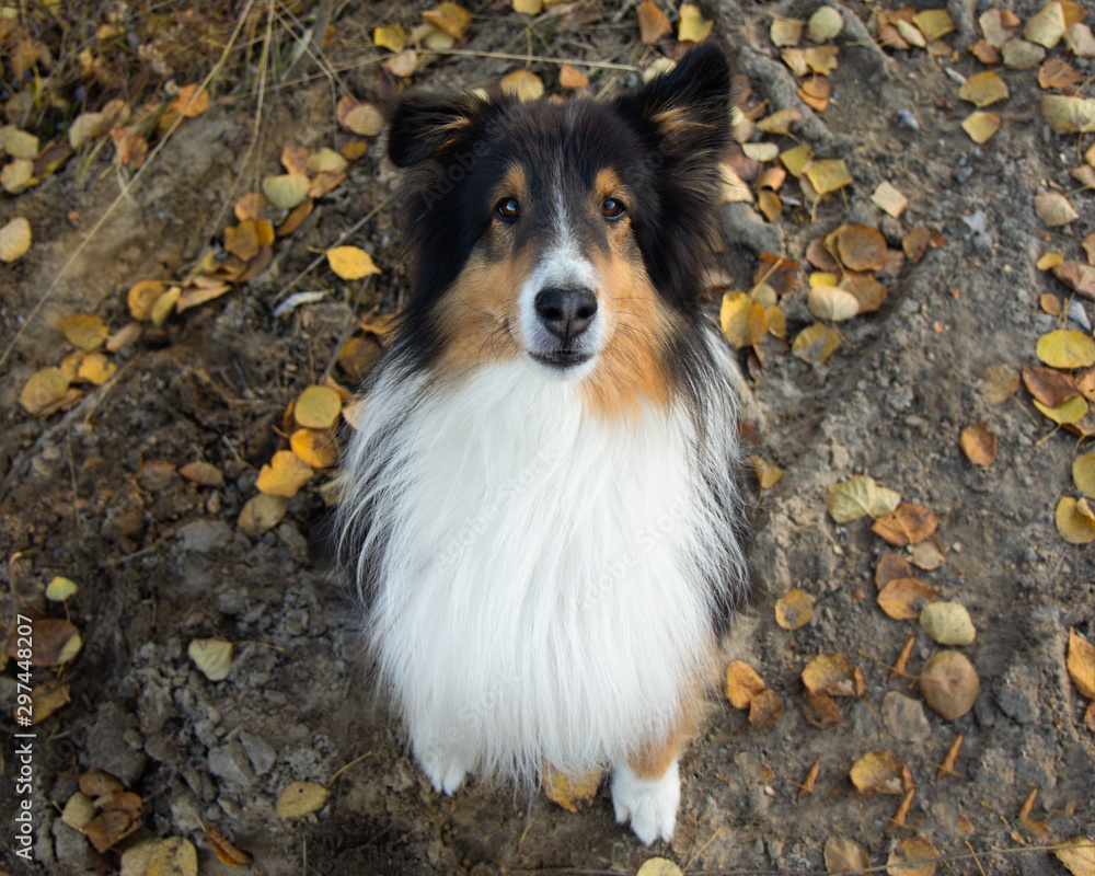 Shetland Sheepdog Portrait Sit Fall Autumn Leaves