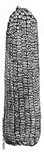 Dent corn vintage illustration.