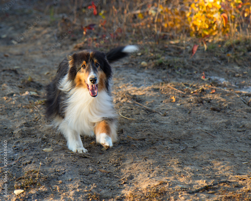 Shetland Sheepdog Running Fall Autumn