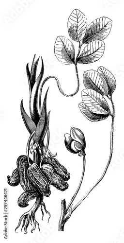 Leaf, Flower, and Clusters of Arachis Hypogaea vintage illustration.