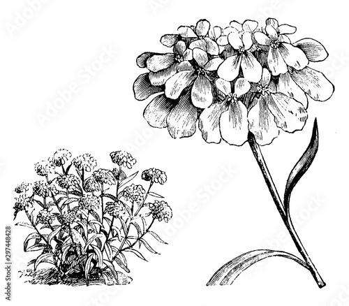 Habit and Detached Inflorescence of Iberis Umbellata vintage illustration.