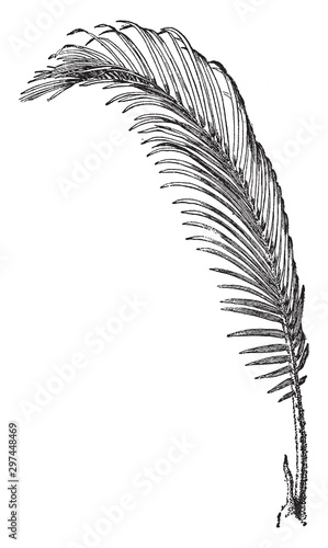 Sago Palm leaf vintage illustration. photo