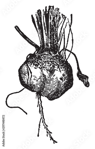 Bassano Beet vintage illustration.