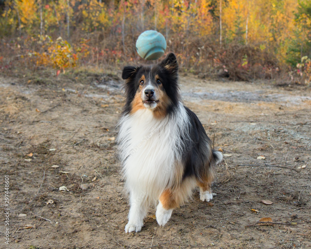 Shetland Sheepdog Ball Fall Autumn Fetch Shetland Sheepdog Ball Fall Autumn Fetch