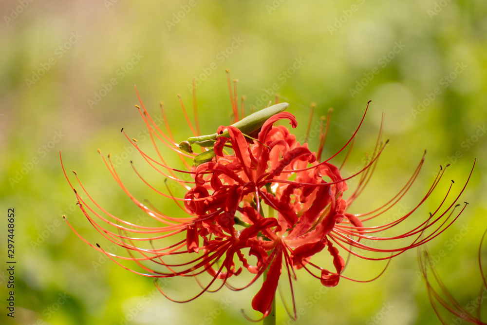 彼岸花の上にいるカマキリ