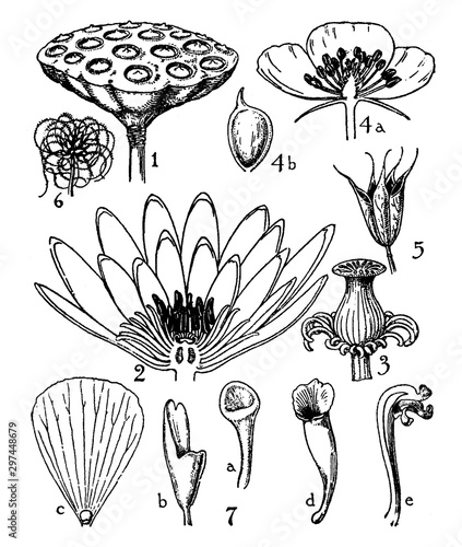 Order of Nymphaeaceae vintage illustration.