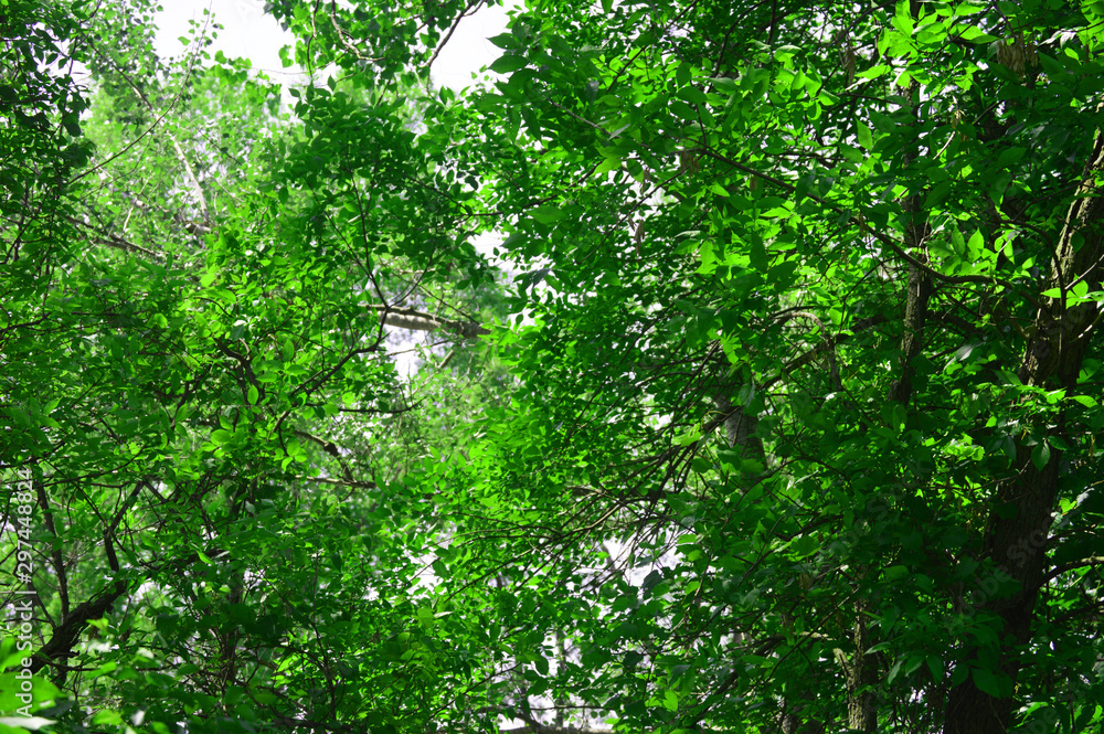 green leaves of a tree in spring green leaves of a tree in spring
