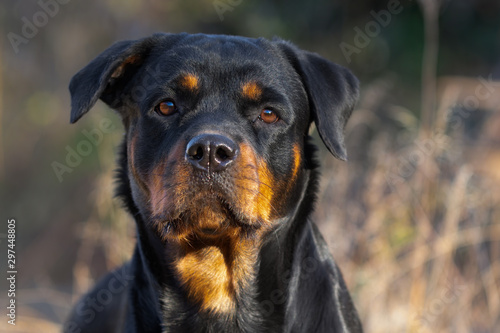 Photography Rottweiler Close Up Face Autumn Fall