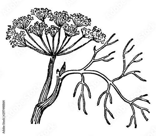 Dill vintage illustration.