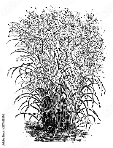 Panicum Virgatum vintage illustration.