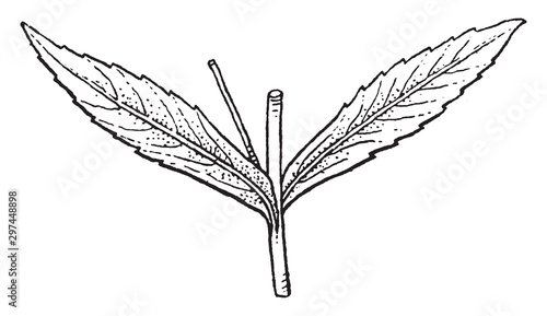 botanical, leaf, plant, opposite, node vintage illustration.