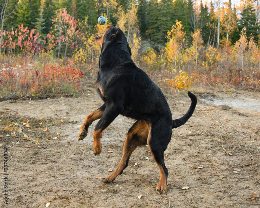 Rottweiler Autumn Fall Catch Ball Jump Rottweiler Autumn Fall Catch Ball Jump