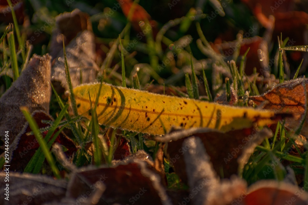 Naklejka premium autumn leaves on grass