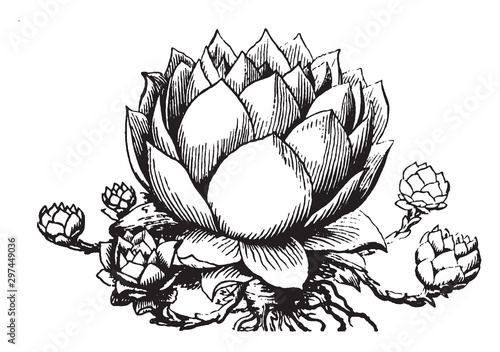 Houseleek vintage illustration.