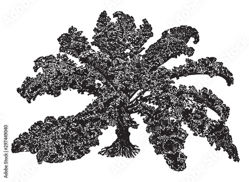 Curled Kale vintage illustration.