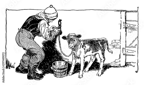 Man Tying Calf to Wall, vintage illustration