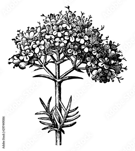 Valerian Inflorescence vintage illustration.