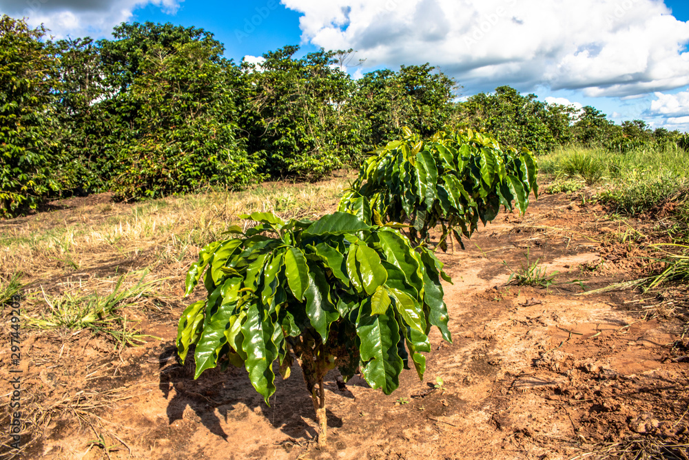 Coffee seedlings on a farm in the rural area of Vera Cruz