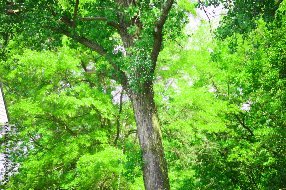 tree in the forest tree in the forest