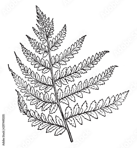 Lady Fern vintage illustration.