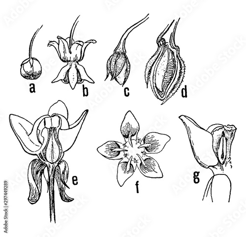 Milkweed Stages.. vintage illustration.