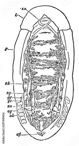 Dissection of the Renal Organs of a Chiton, vintage illustration.