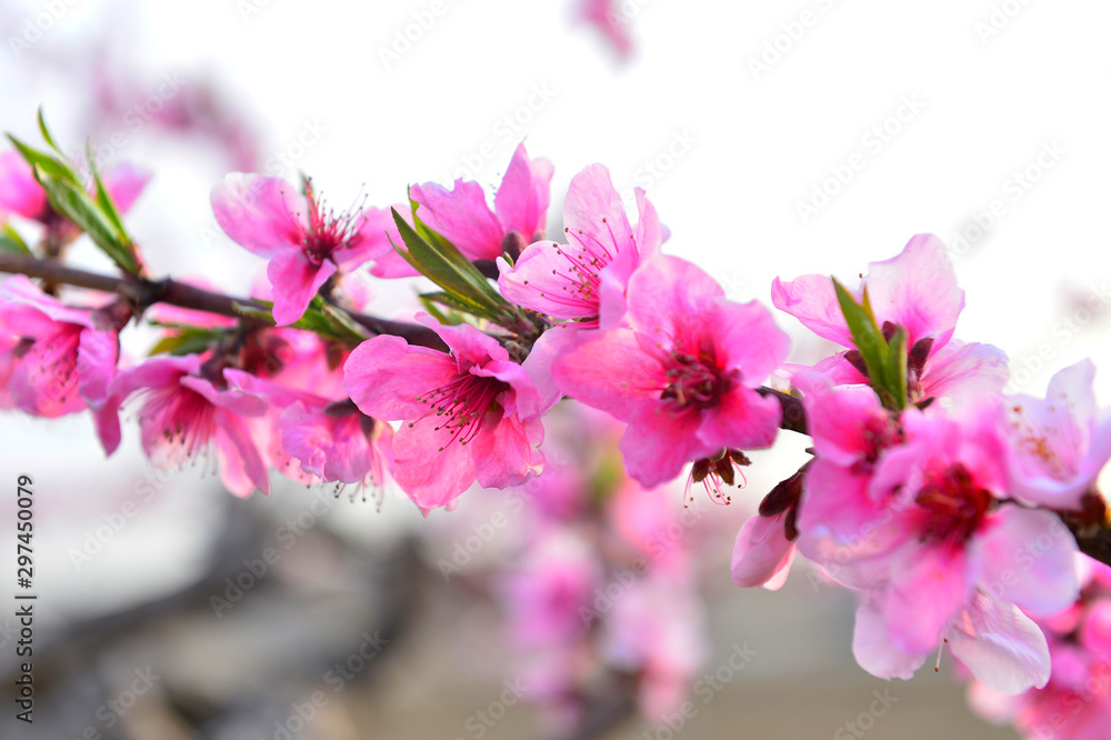 Fototapeta premium In full bloom in the peach blossom