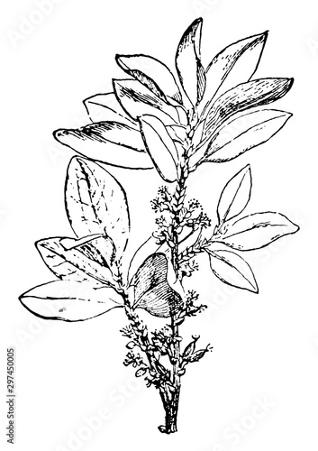 Coca vintage illustration.
