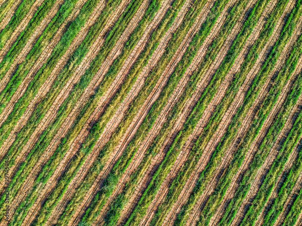 Aerial view of coffee seedlings being irrigated in the drip system Aerial view of coffee seedlings being irrigated in the drip system