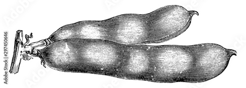 Pods of Broad Bean vintage illustration.