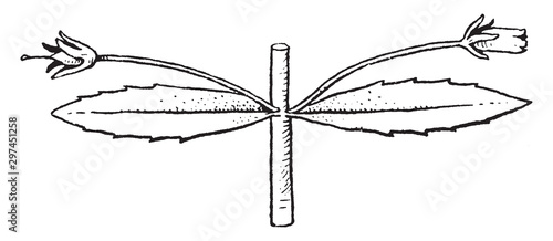 Gratiola vintage illustration.