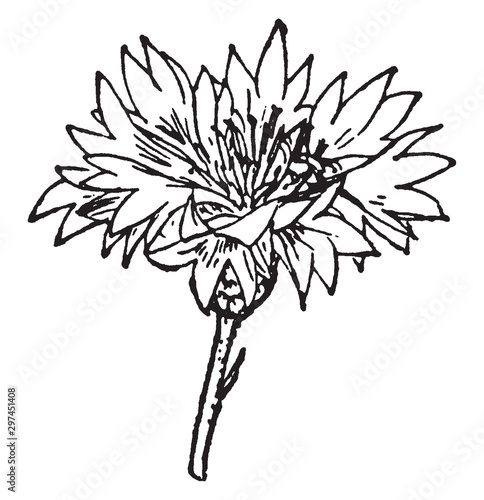 Capitulum, Cornflower, Compound, flower, anatomy vintage illustration.