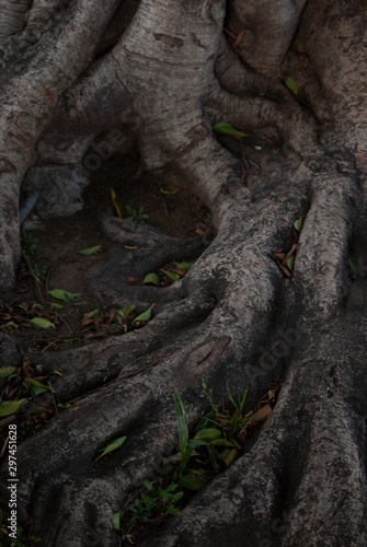 trunk and roots of a tree